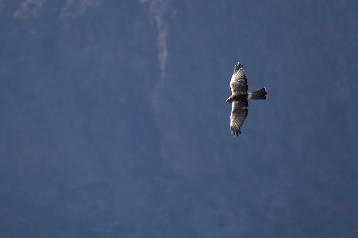 Northern Harrier - ML645888742