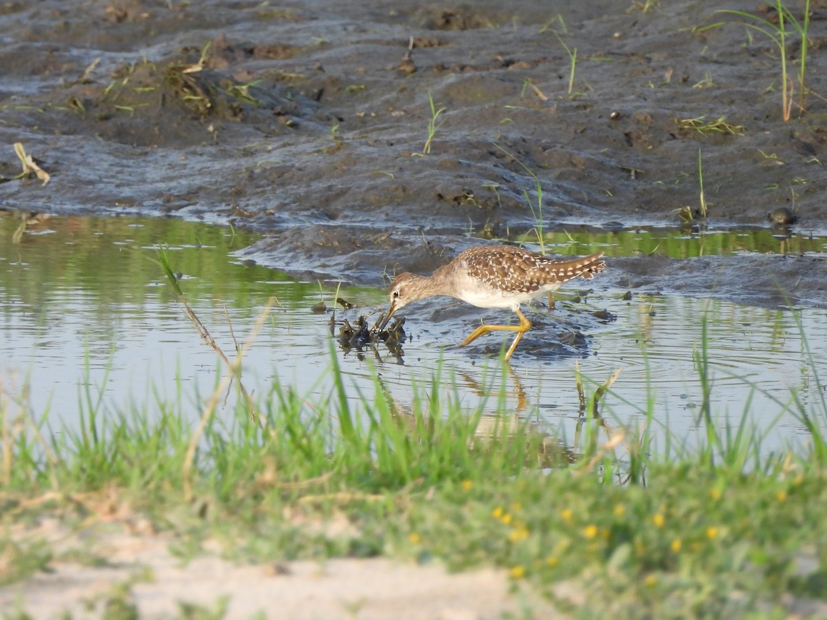 vodouš bahenní - ML645888749