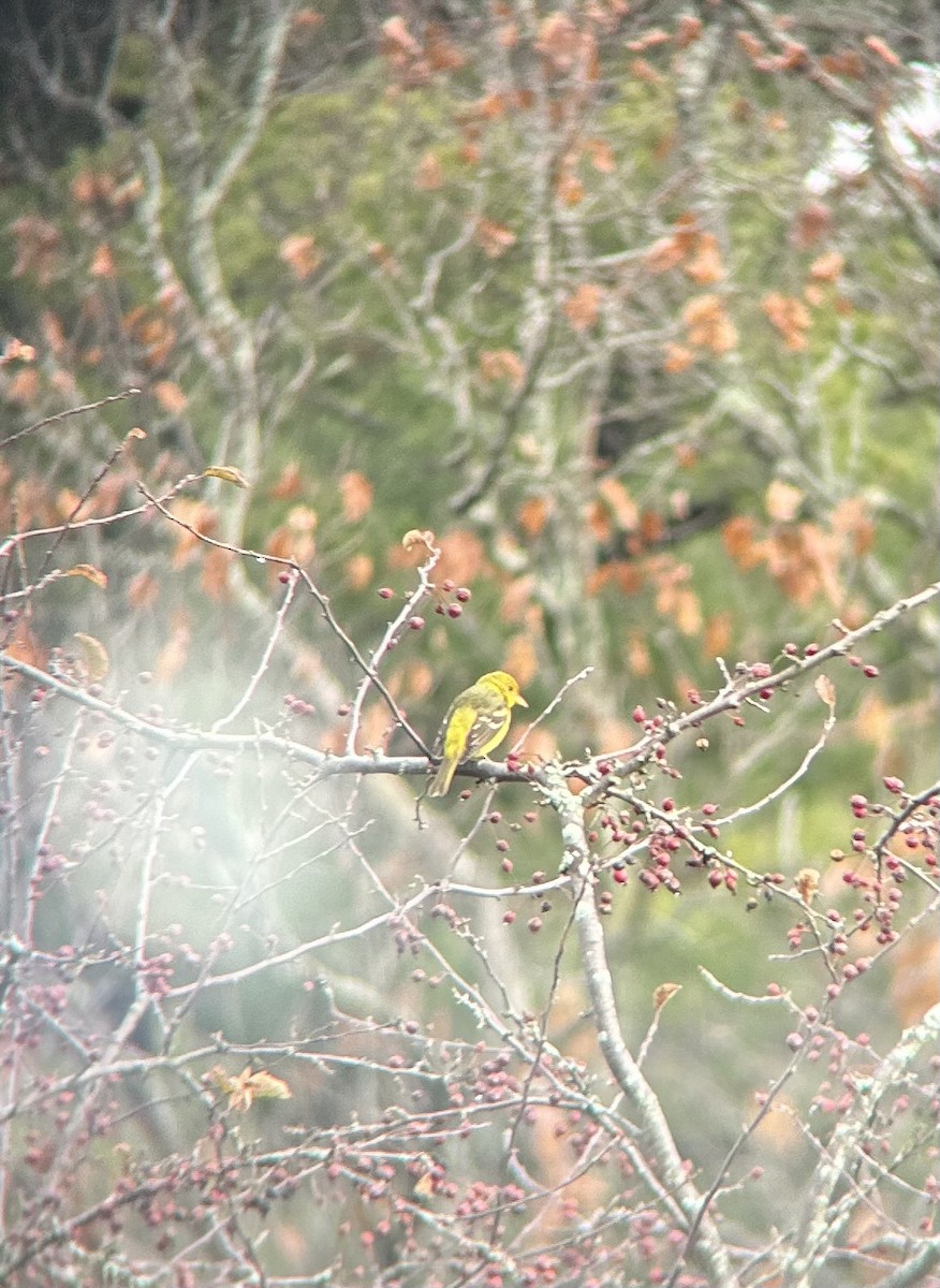 Western Tanager - ML645888777