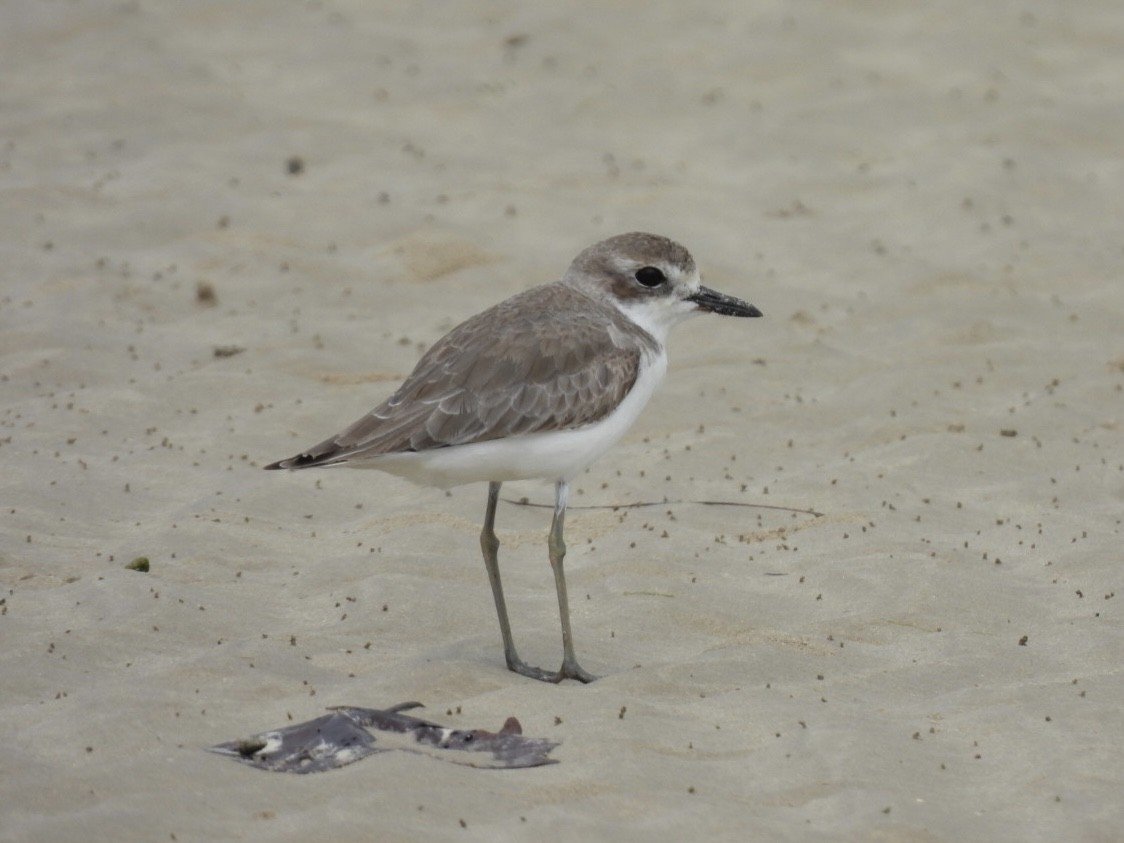Tibet Cılıbıtı - ML645888780