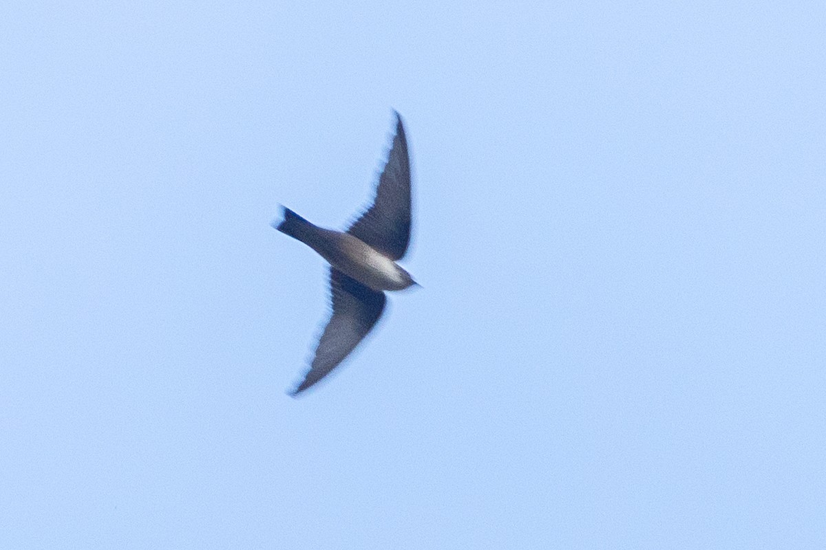 岩燕 - ML645888784