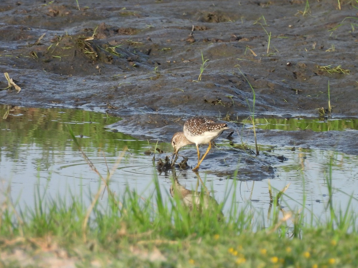 vodouš bahenní - ML645888788