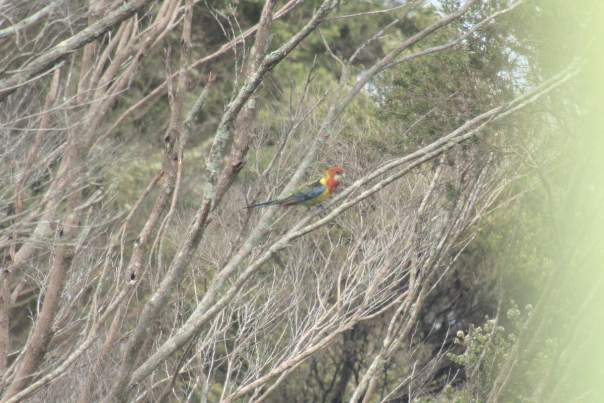 Eastern Rosella - ML645888790
