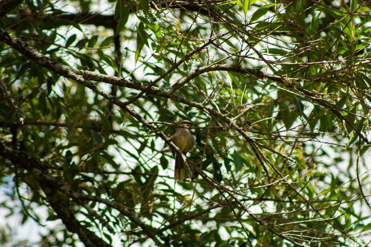 Wedge-tailed Grass-Finch - ML645888791