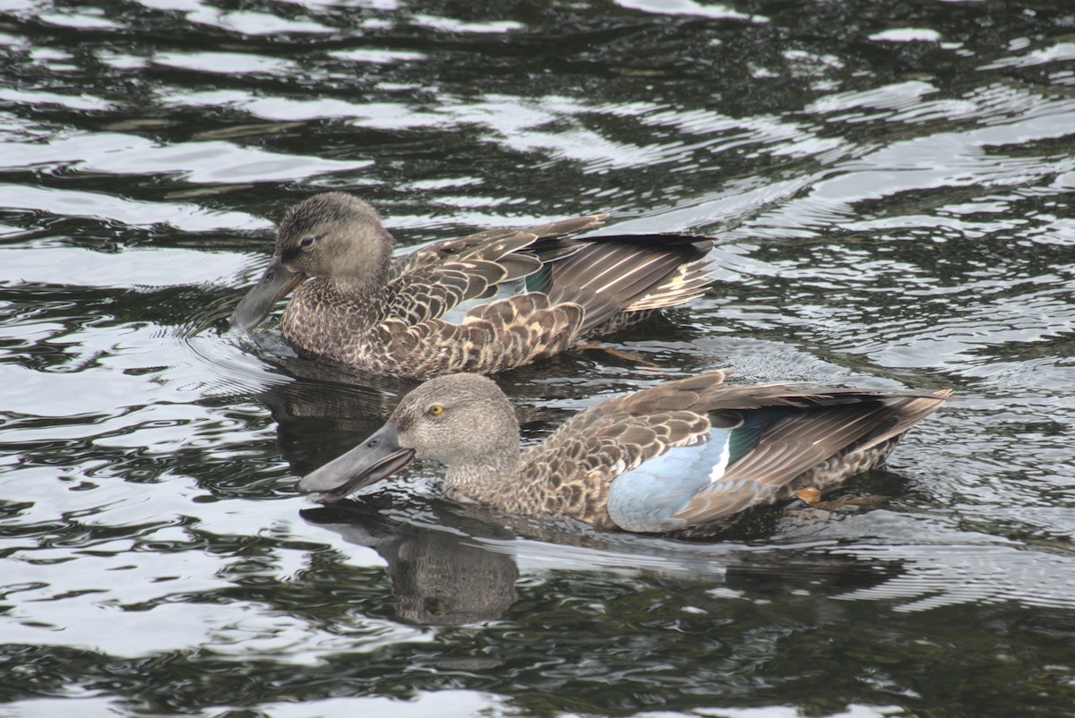 ミカヅキハシビロガモ - ML645888795