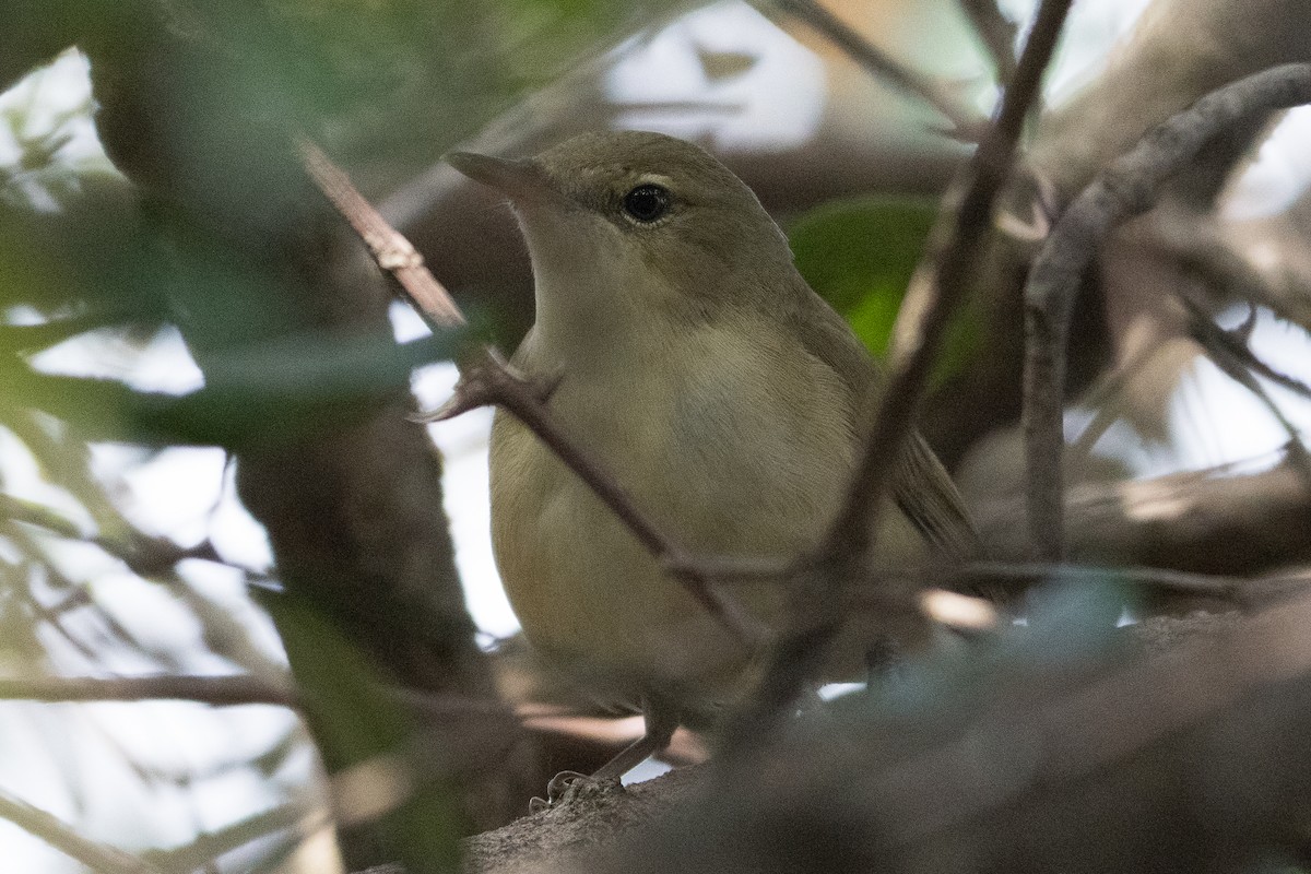 布氏葦鶯 - ML645888796