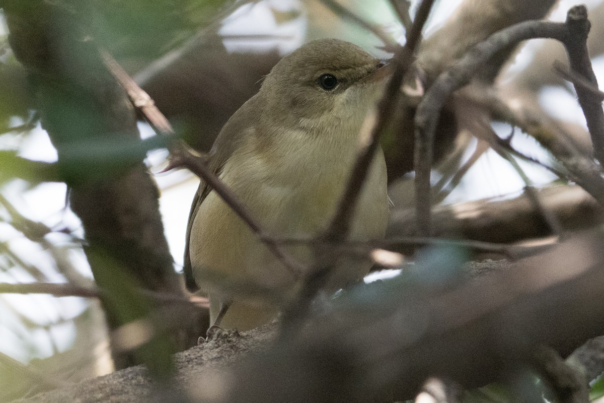 布氏葦鶯 - ML645888797