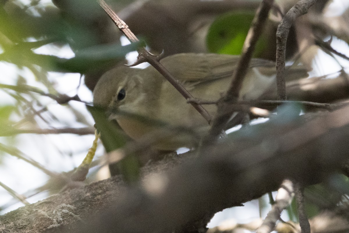 布氏葦鶯 - ML645888798