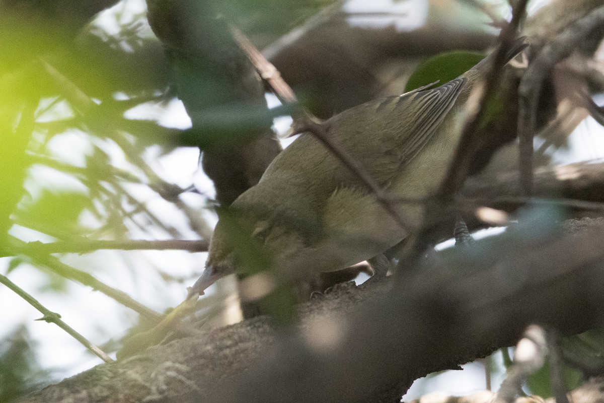 布氏葦鶯 - ML645888799