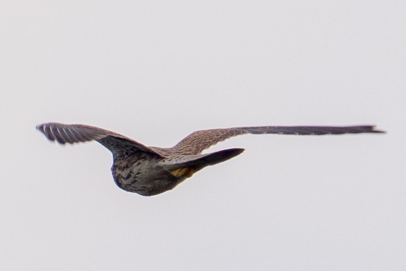 紅隼 - ML645888813