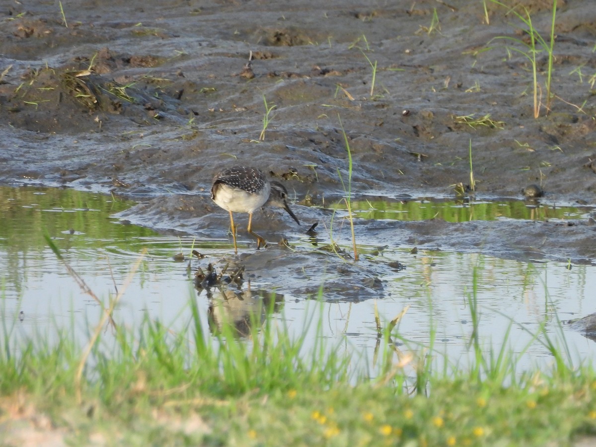vodouš bahenní - ML645888828