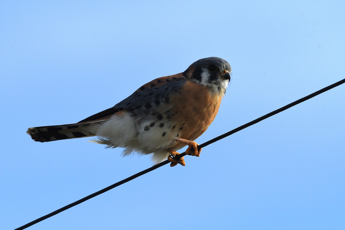 poštolka pestrá - ML645888829