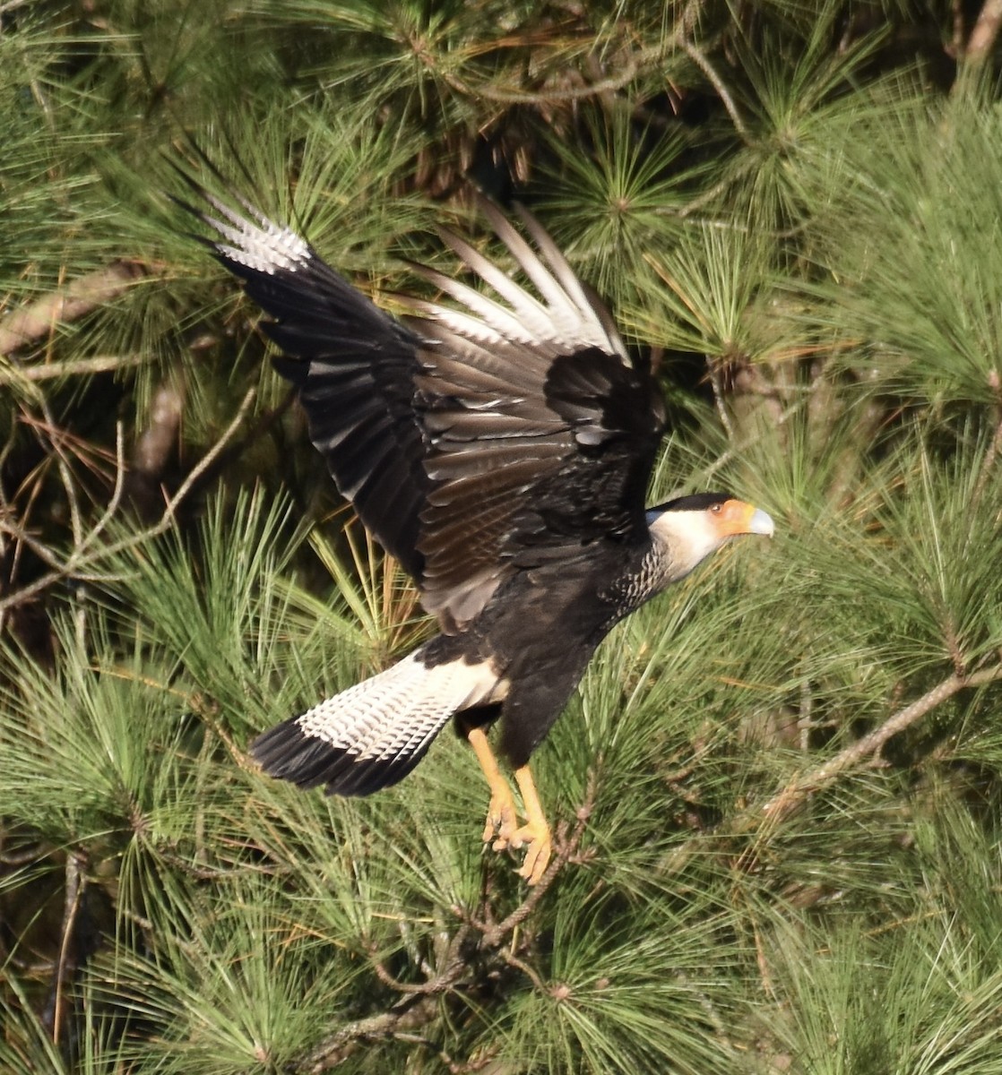Crested Caracara - ML645888835