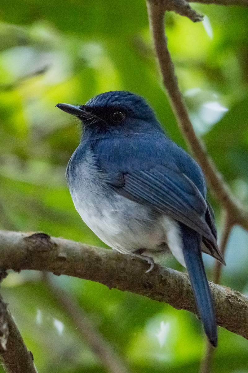 White-bellied Blue Flycatcher - ML645888840