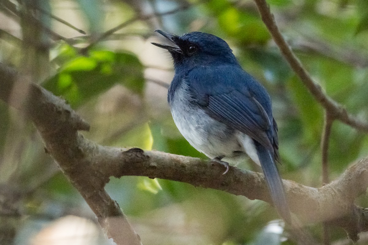 White-bellied Blue Flycatcher - ML645888841