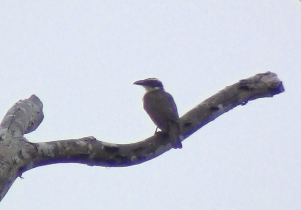 Boat-billed Flycatcher - ML645888842