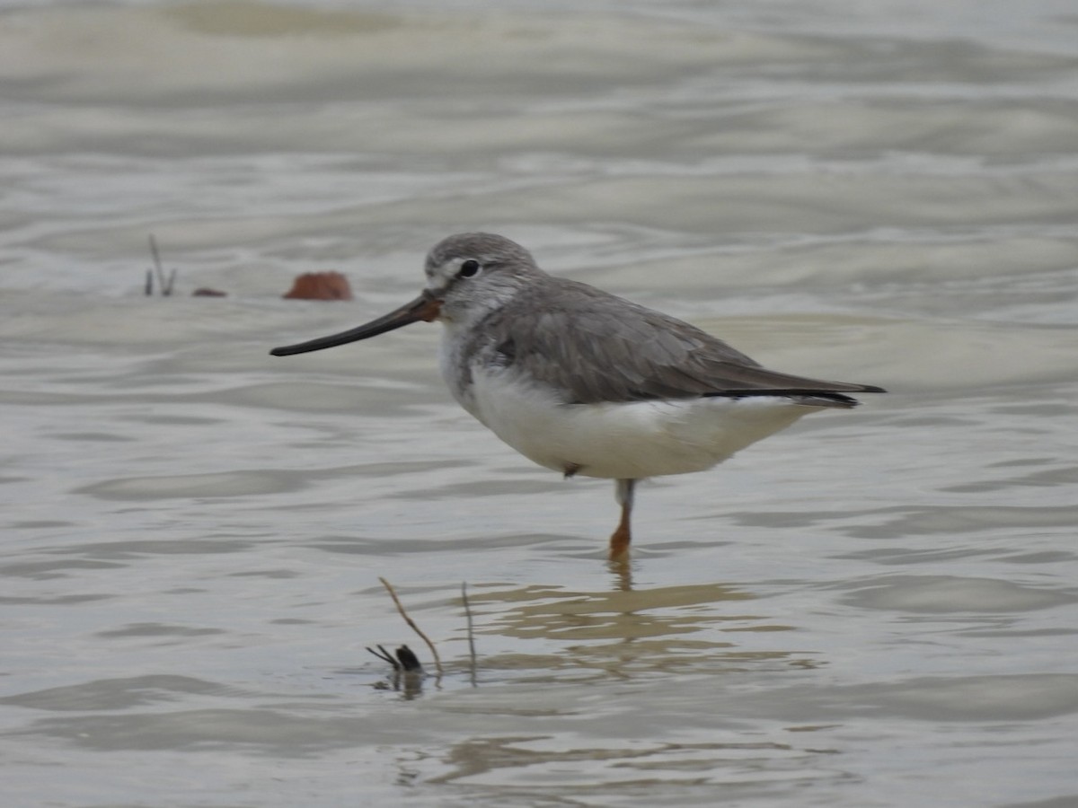 ソリハシシギ - ML645888845