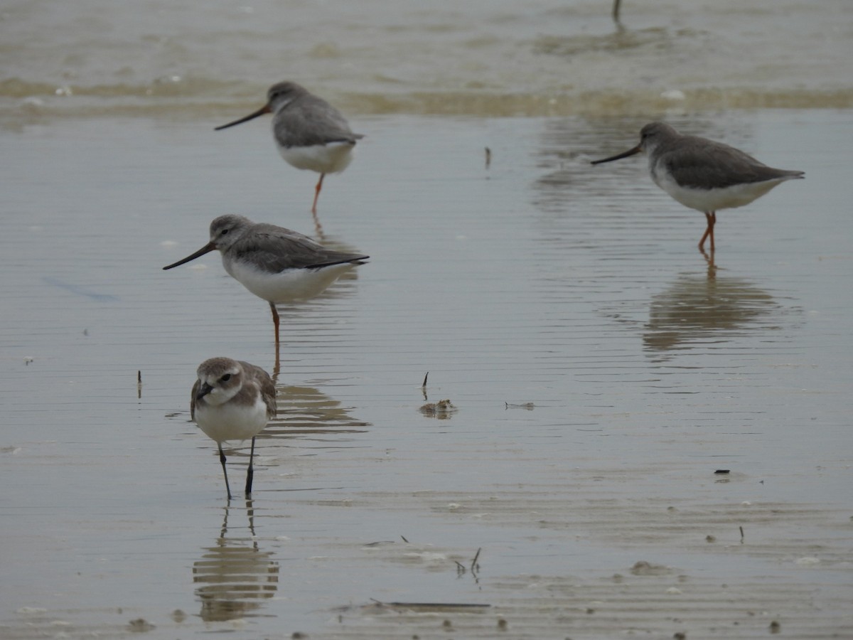 ソリハシシギ - ML645888846