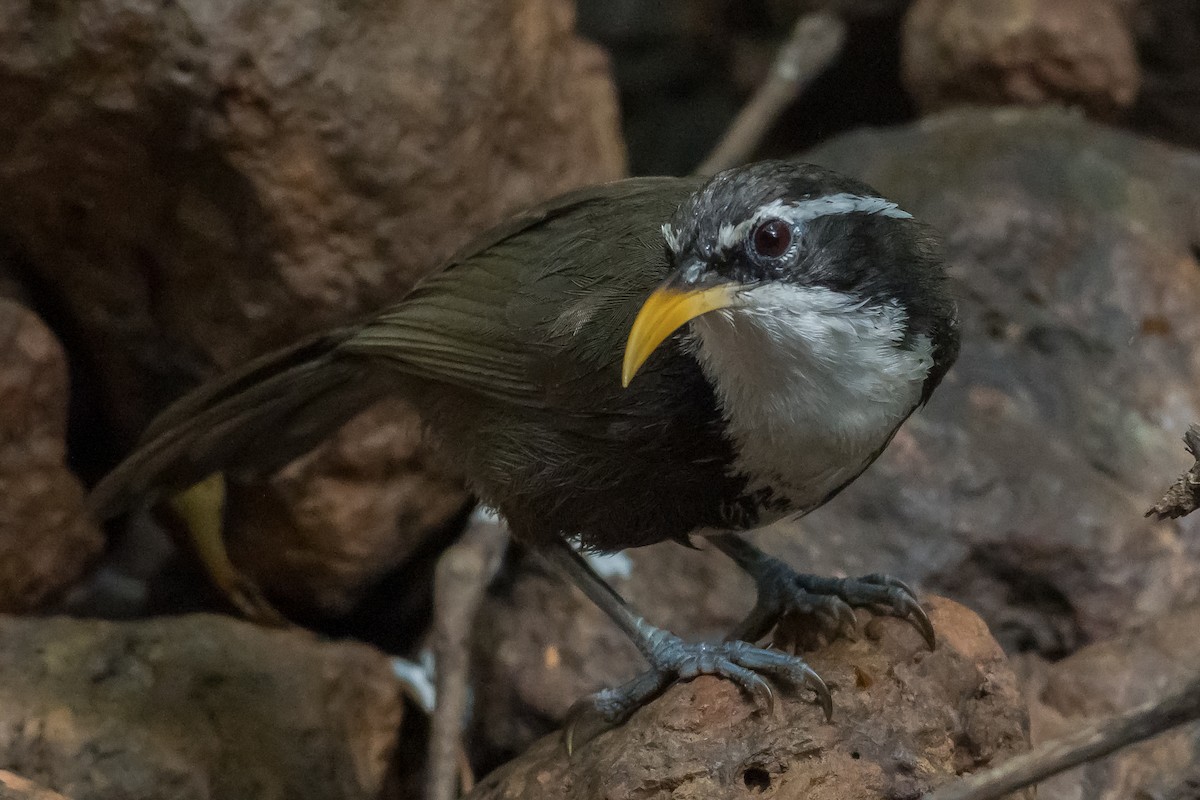 Indian Scimitar-Babbler - ML645888861