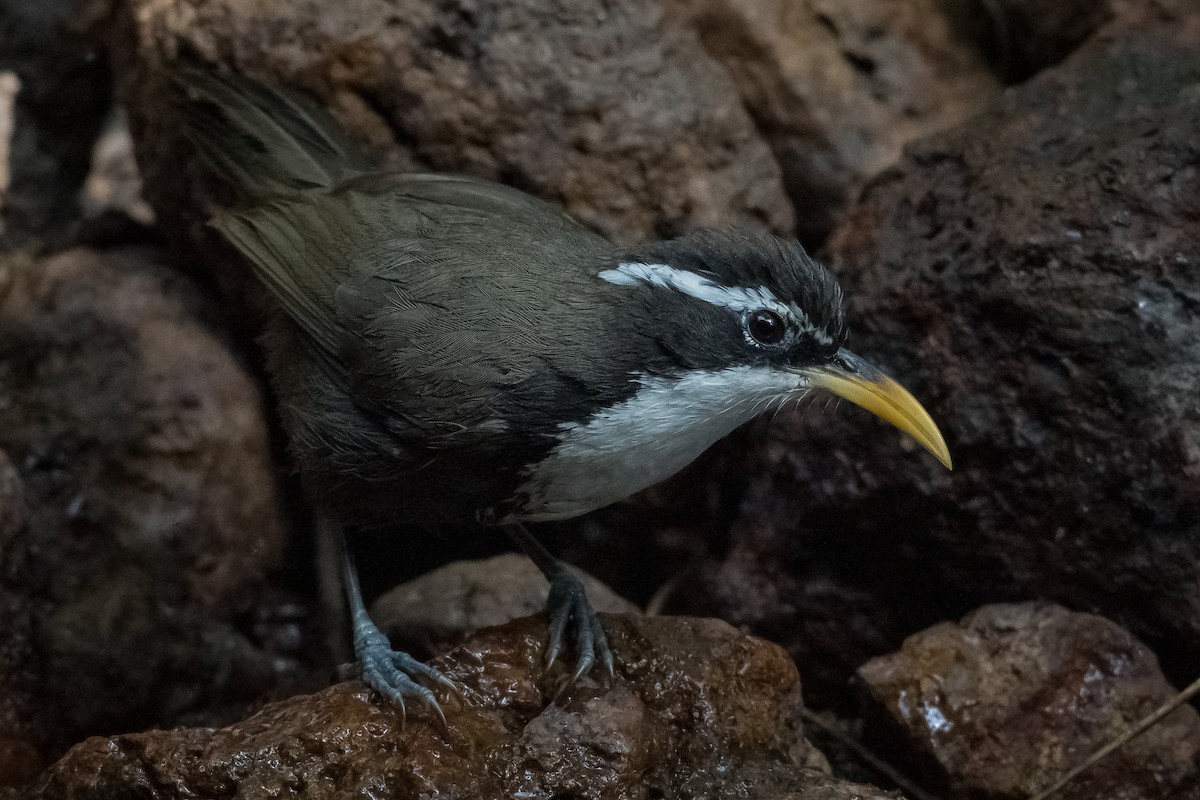 Indian Scimitar-Babbler - ML645888862