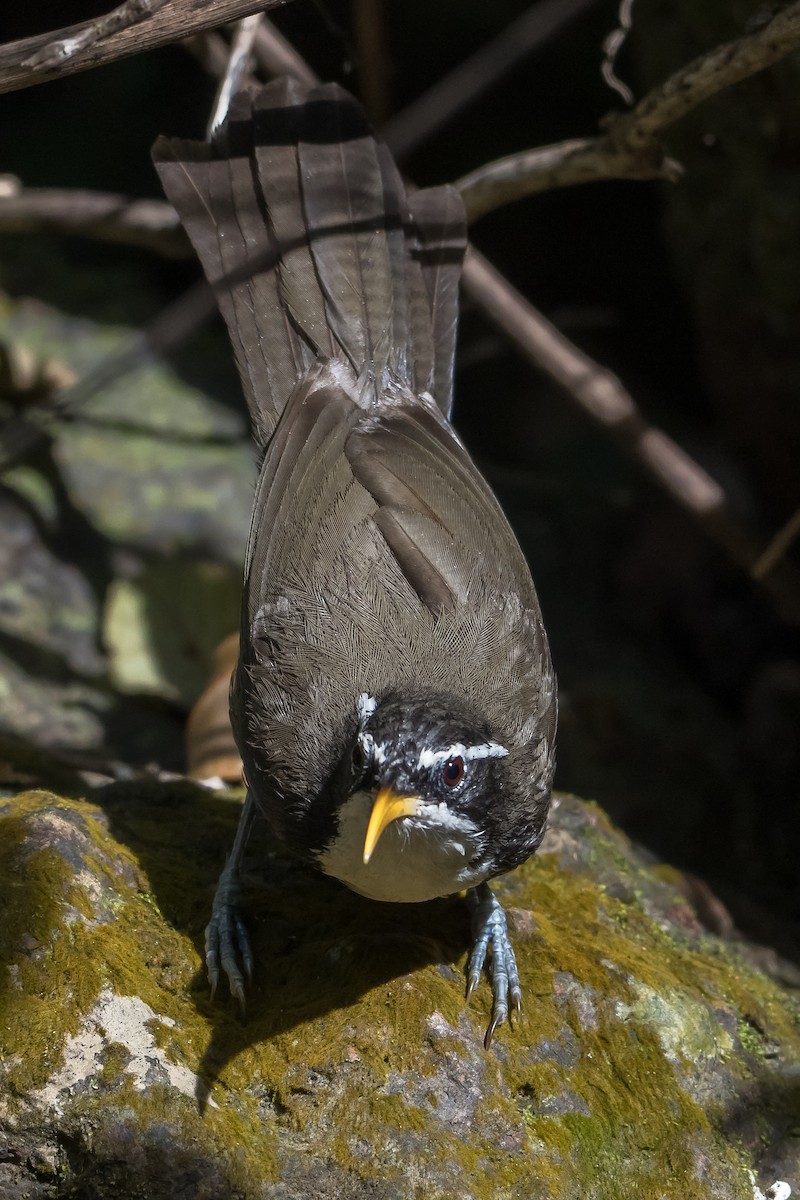 Indian Scimitar-Babbler - ML645888863