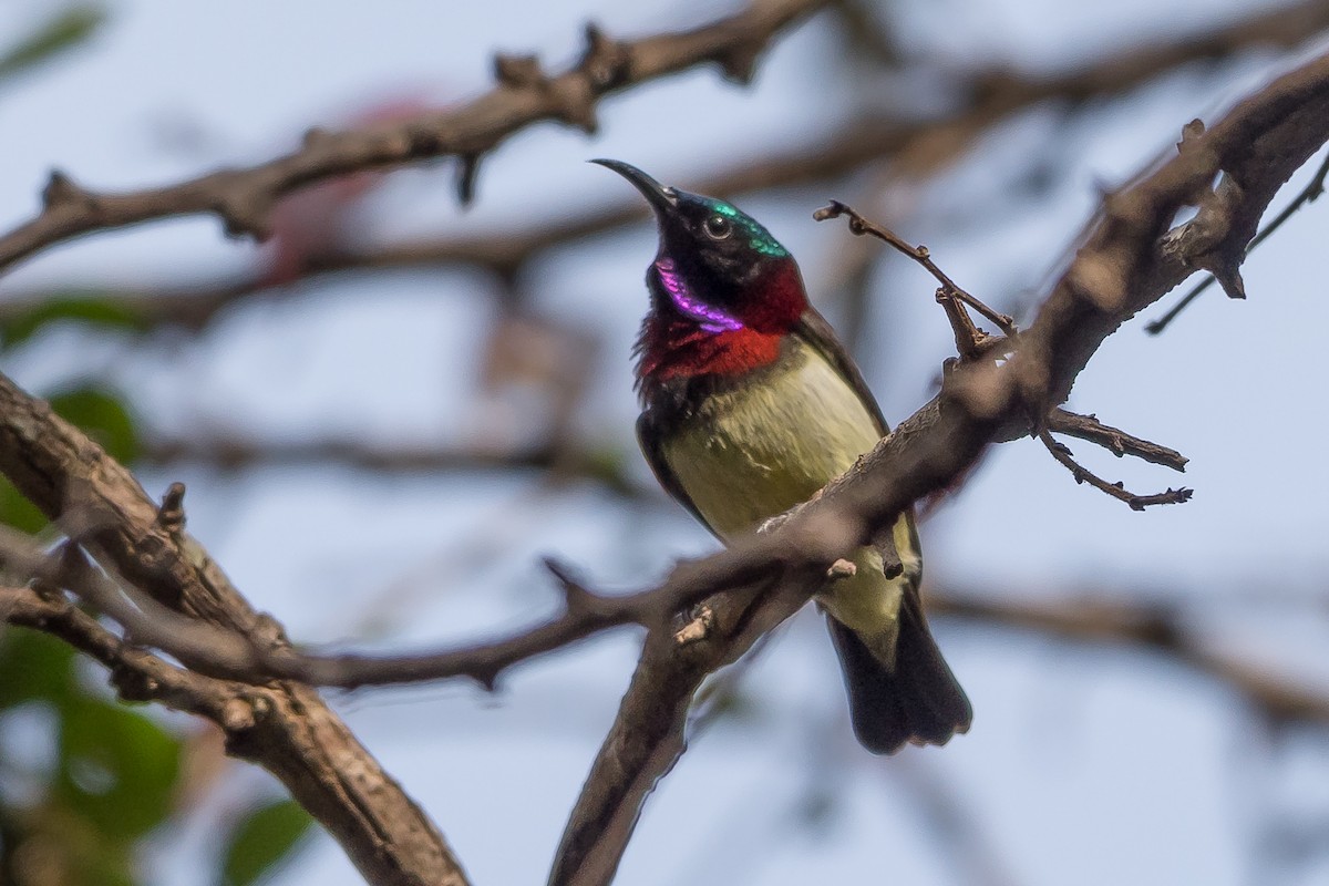 Crimson-backed Sunbird - ML645888873