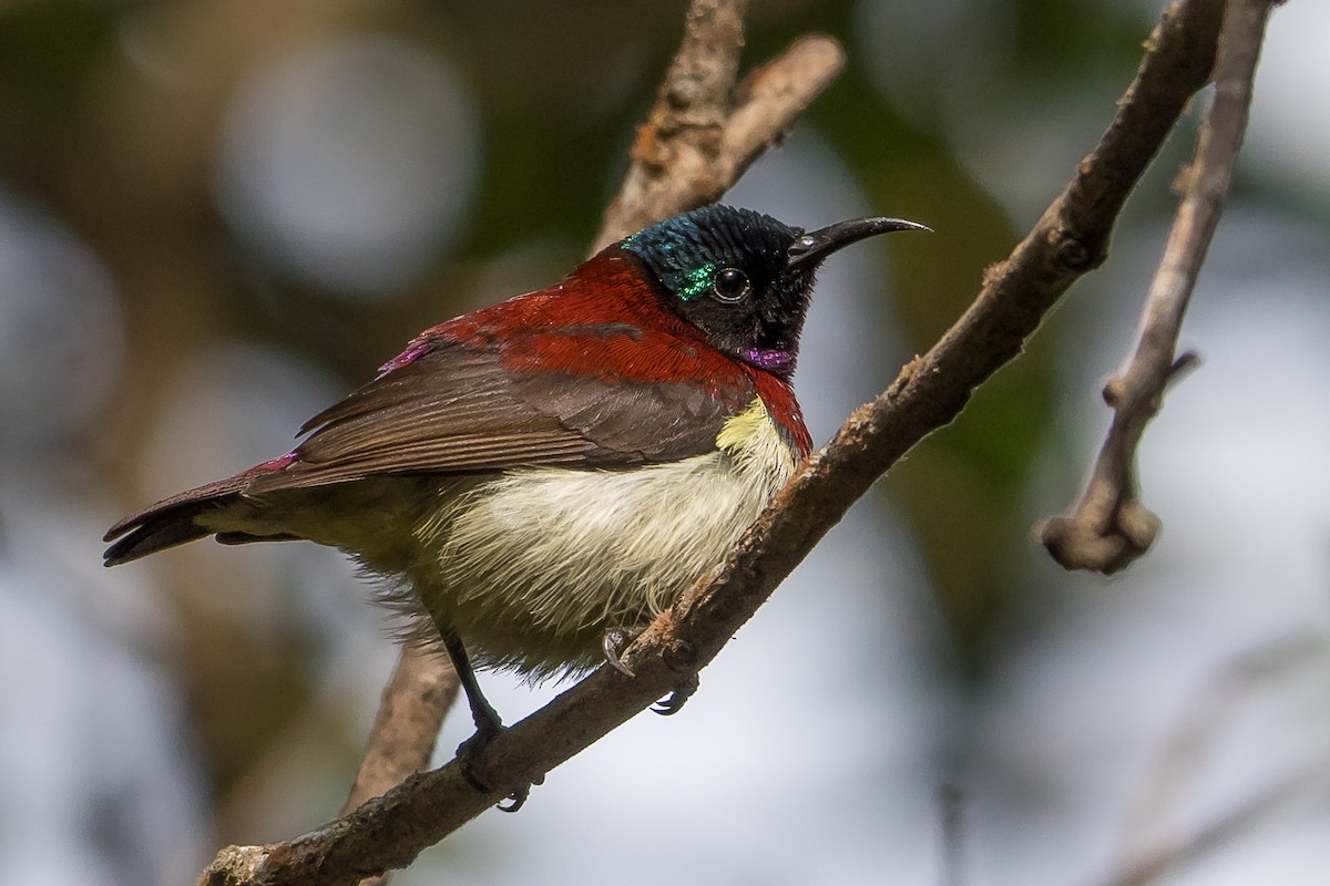 Crimson-backed Sunbird - ML645888874