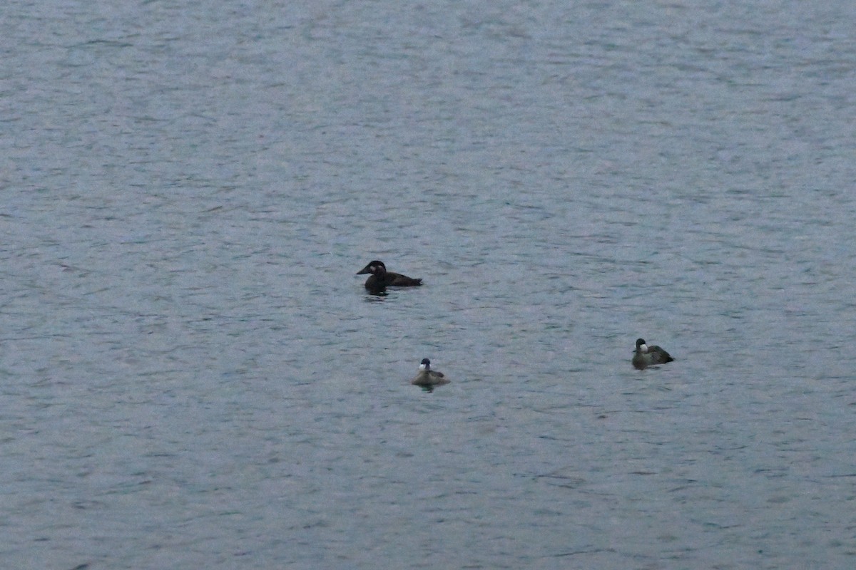 turpan pestrozobý - ML645888900