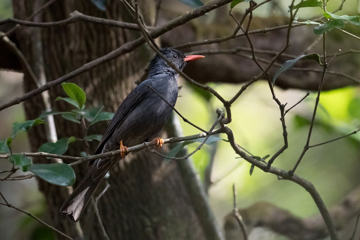 Горована індійська - ML645888911