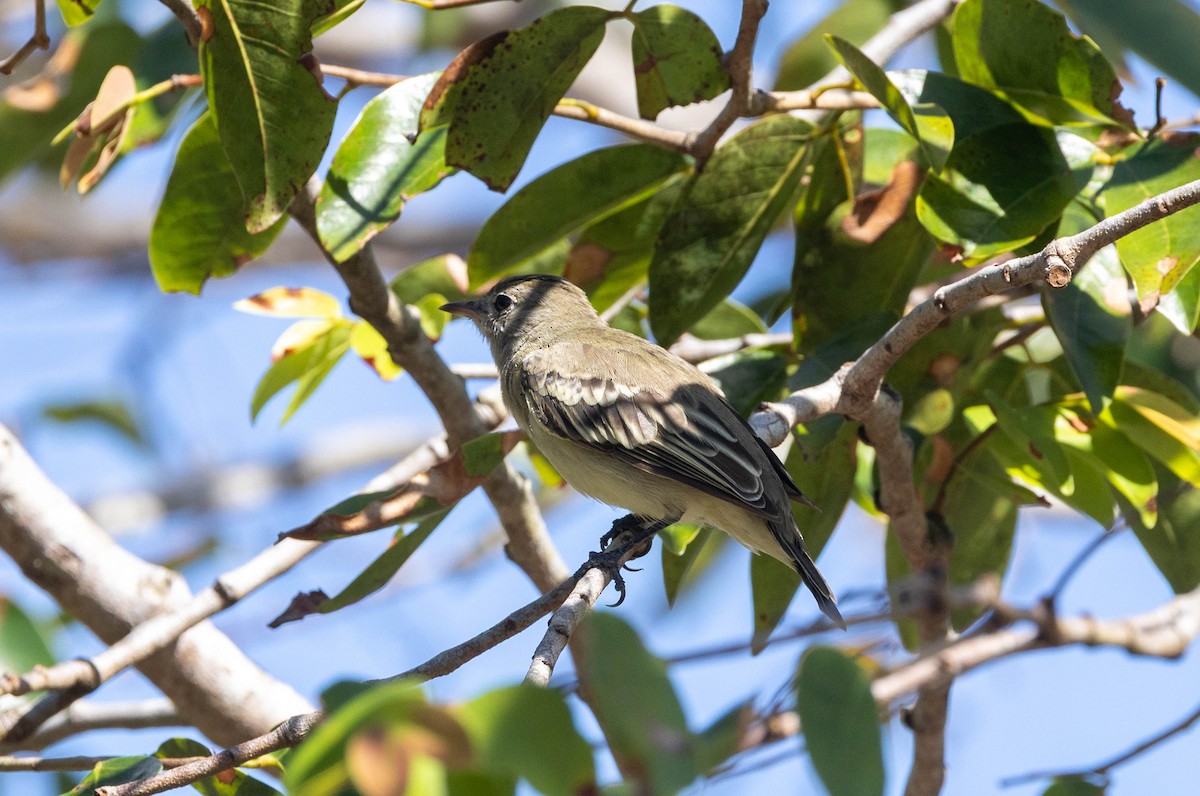 Lesser Elaenia - ML645888922