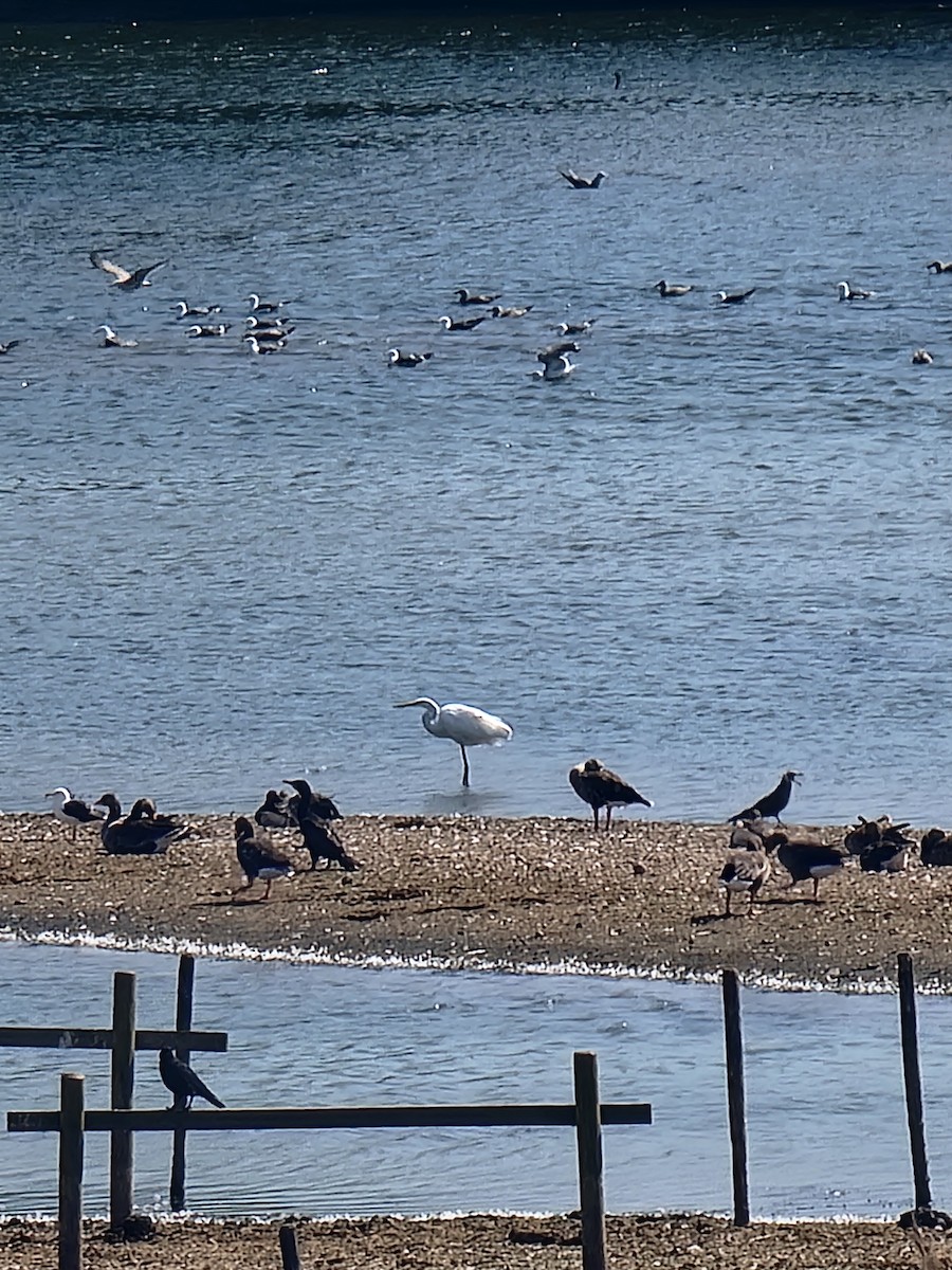 Great Egret - ML645888924