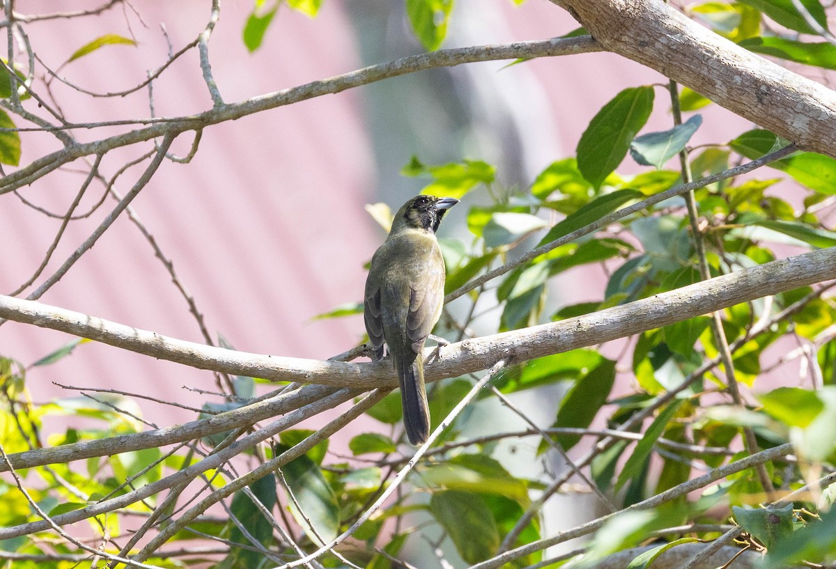 Black-faced Tanager - ML645888932