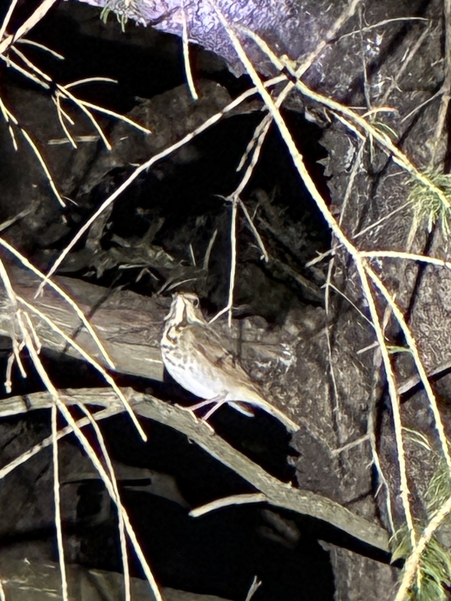 Hermit Thrush - ML645888936