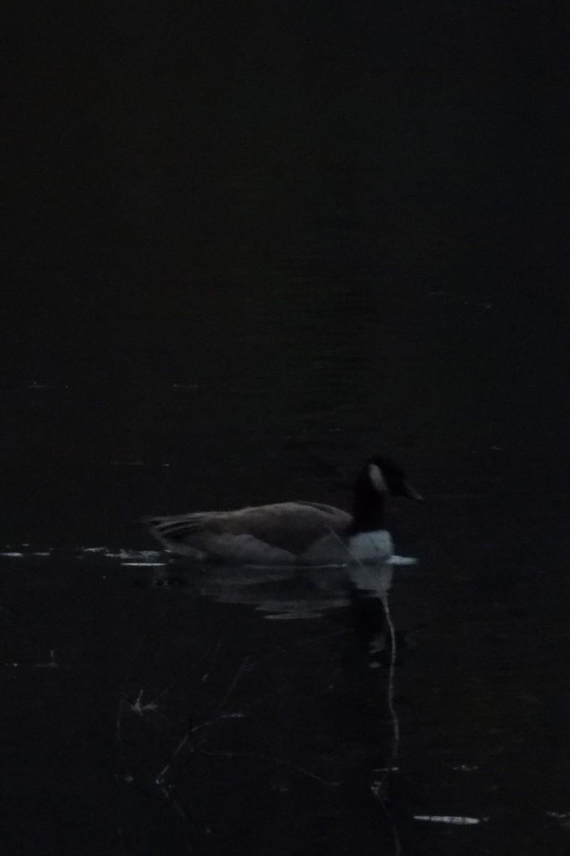 Bernache du Canada - ML645888946