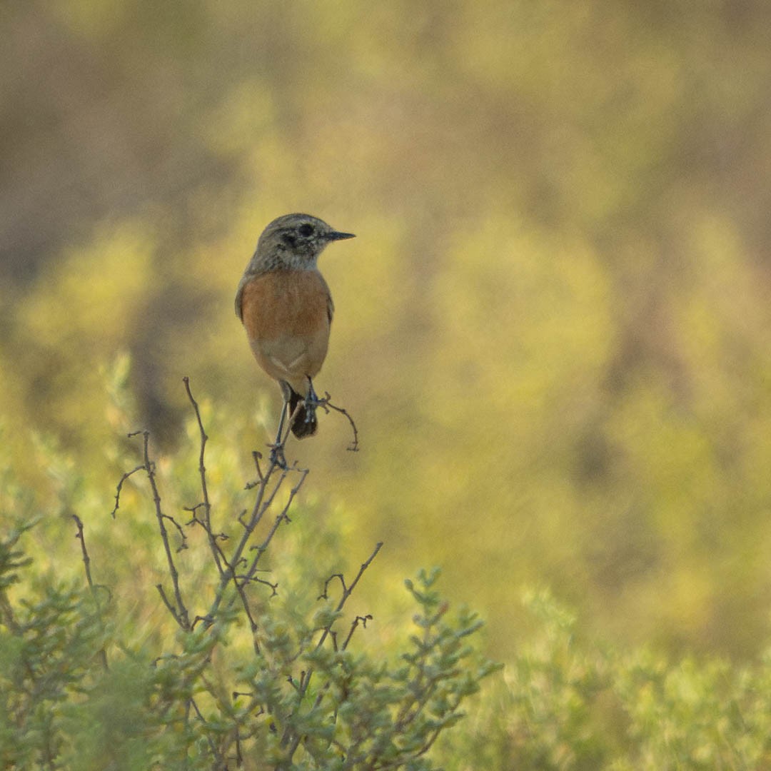 European Stonechat - ML645888947
