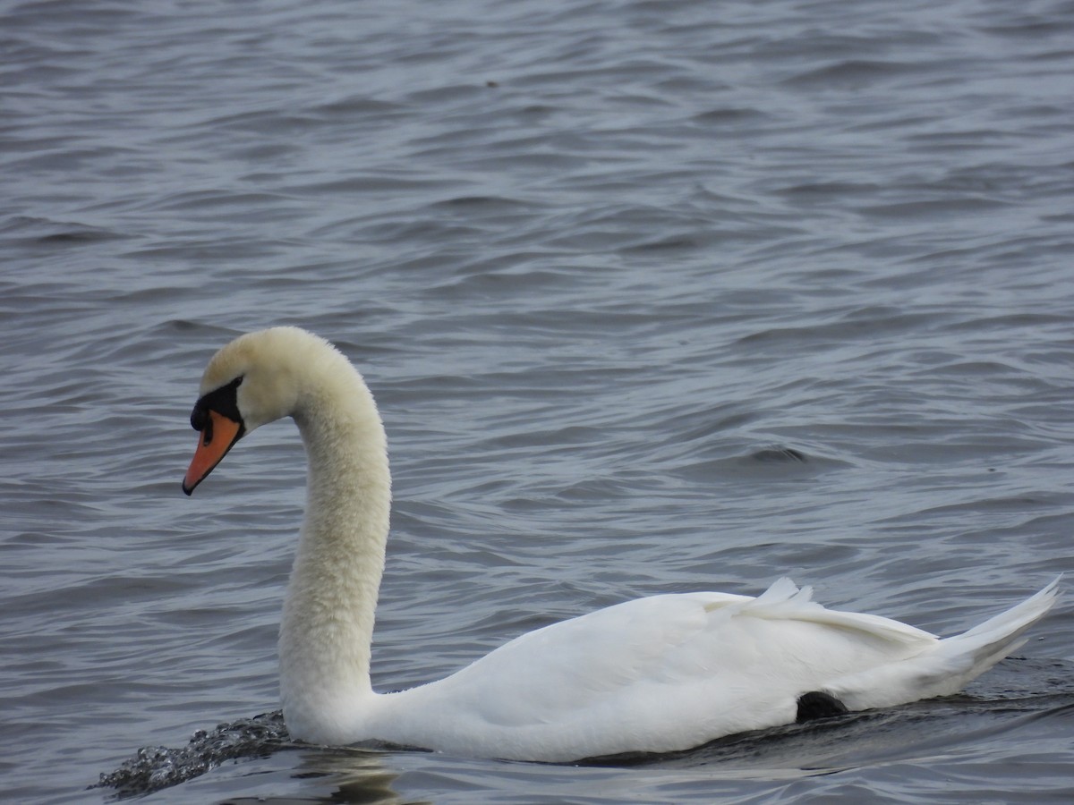 Лебідь-шипун - ML645888948