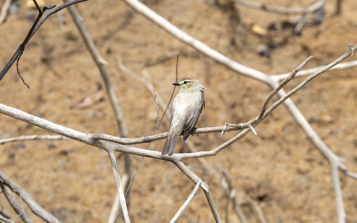 Drab Water Tyrant - ML645888950