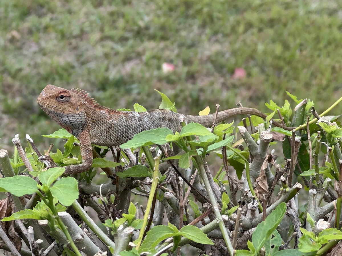 Asian Rock Agamas - ML645888956