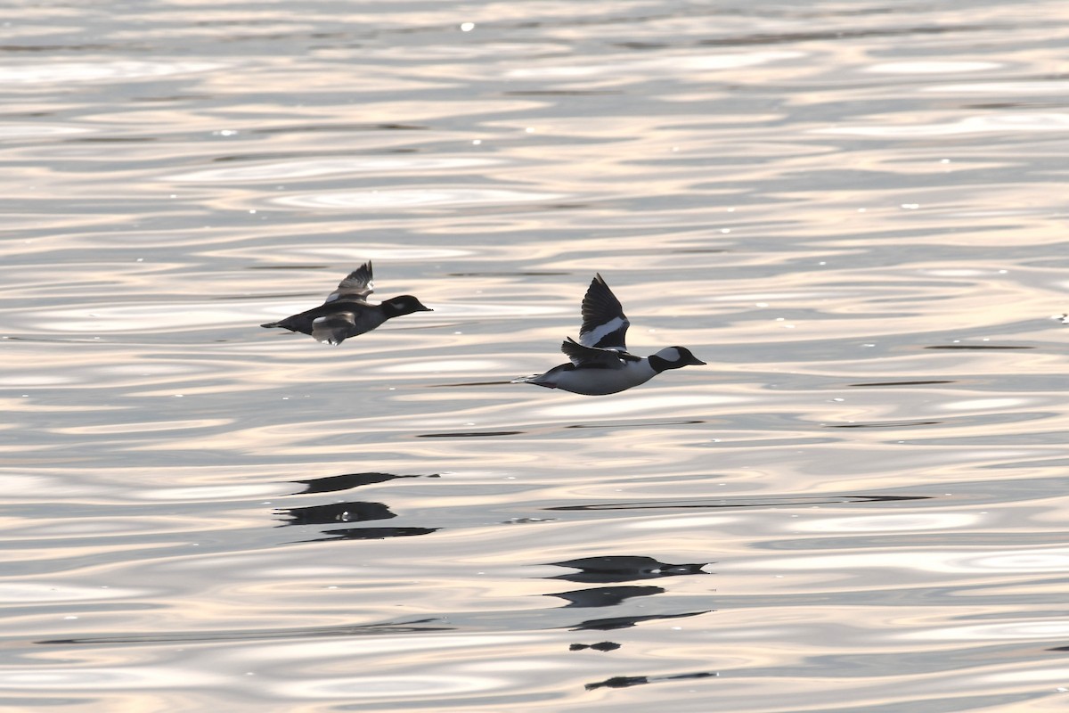 hohol bělavý - ML645888957