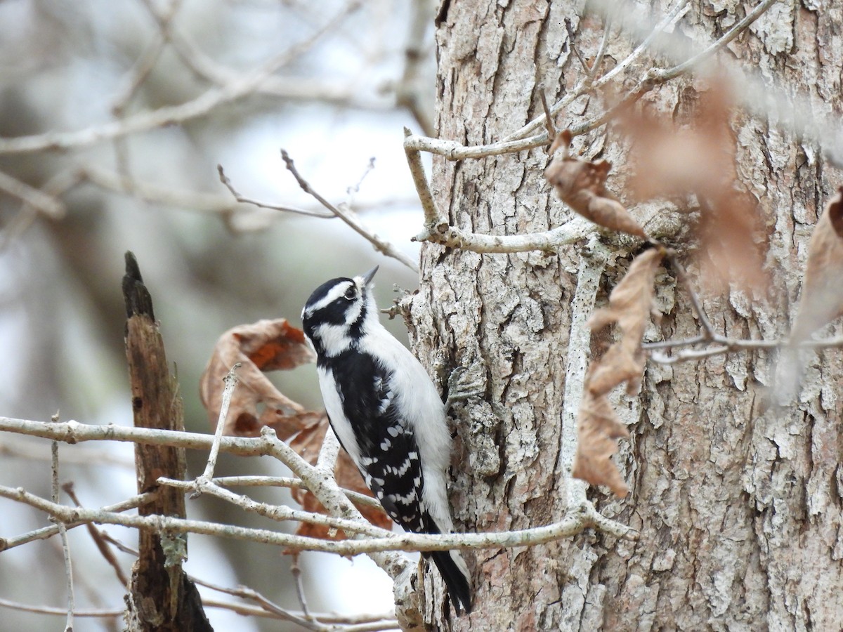 Downy Woodpecker - ML645888958