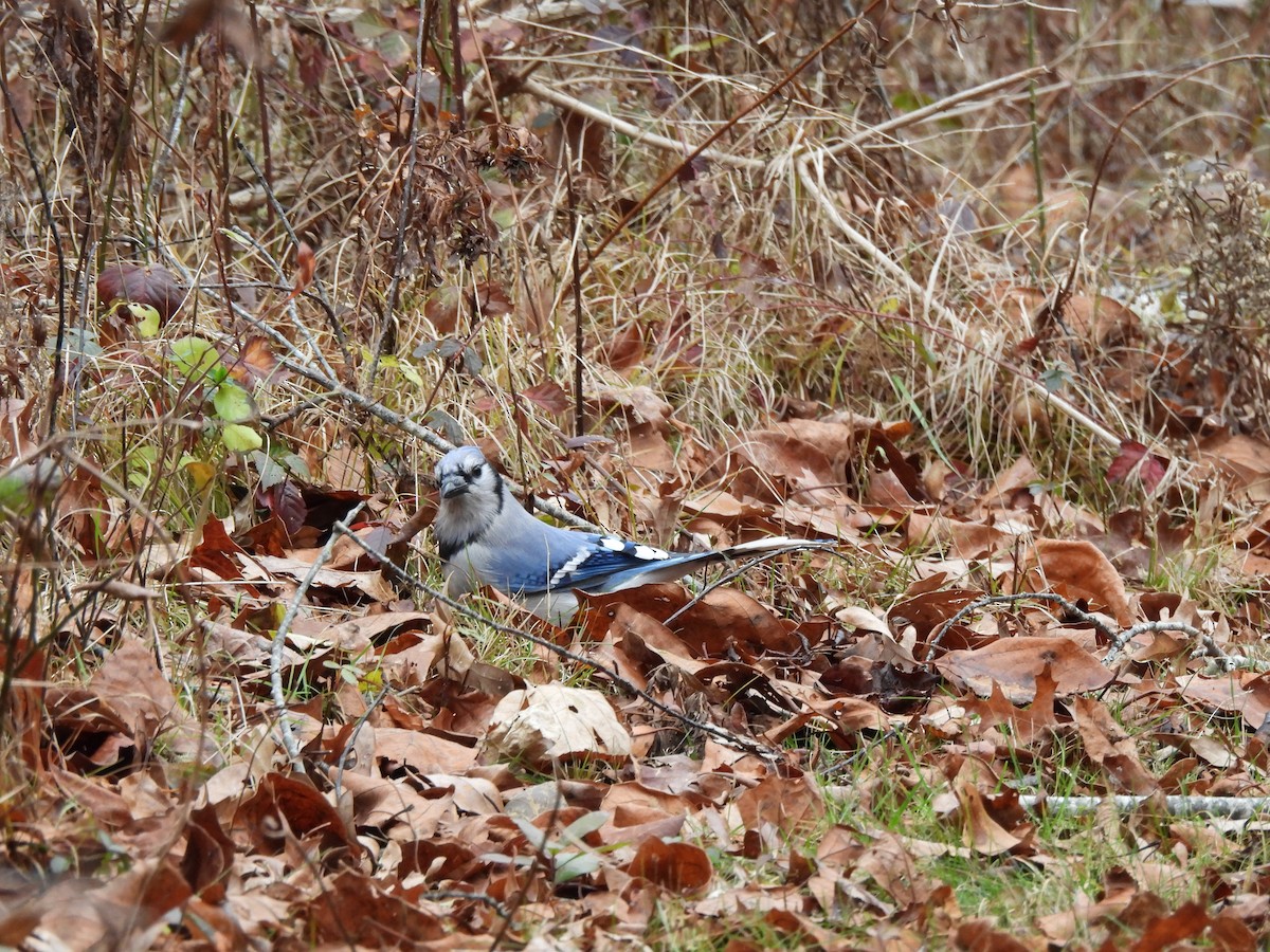 Blue Jay - ML645888959