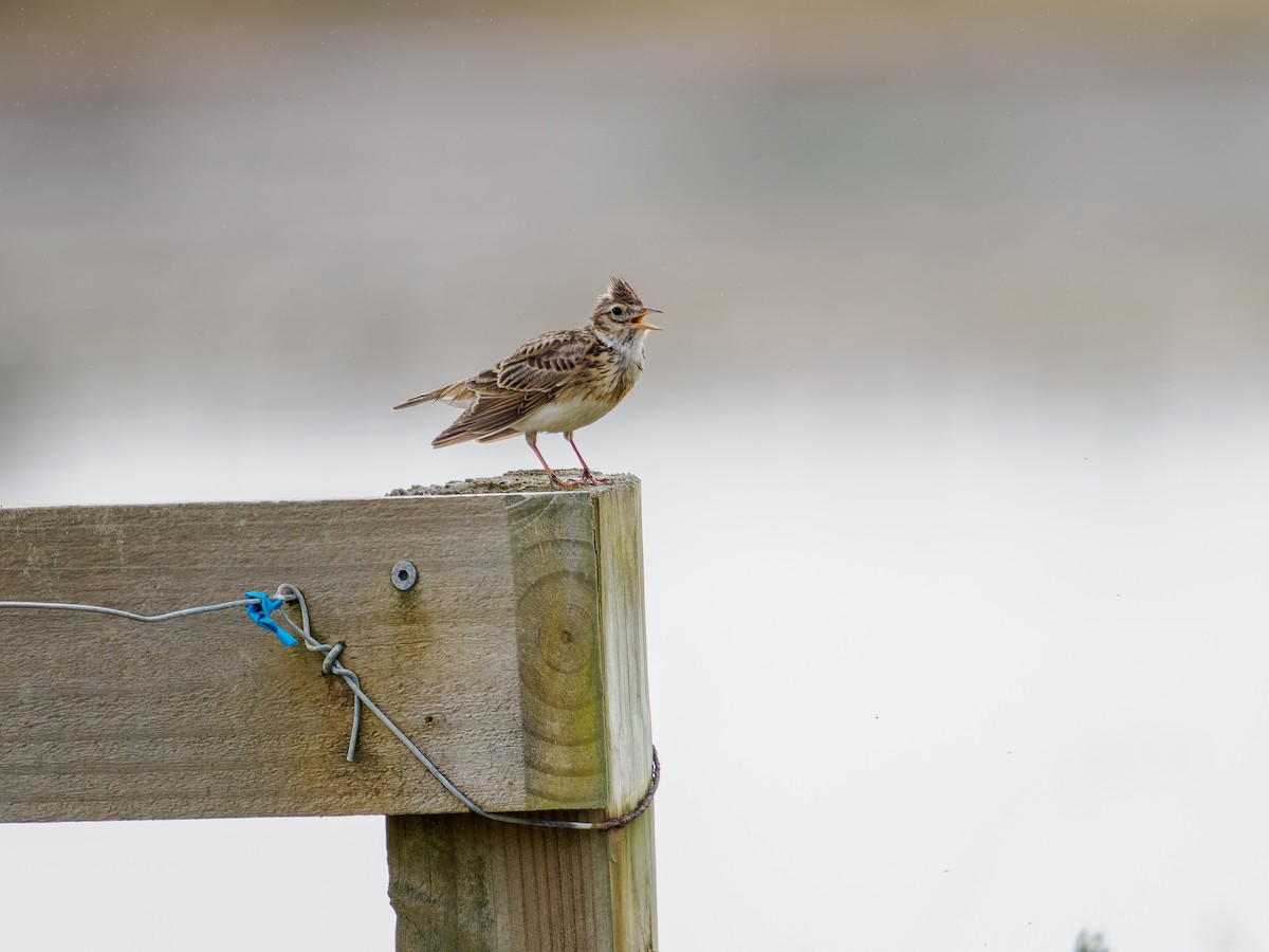 Eurasian Skylark - ML645888960
