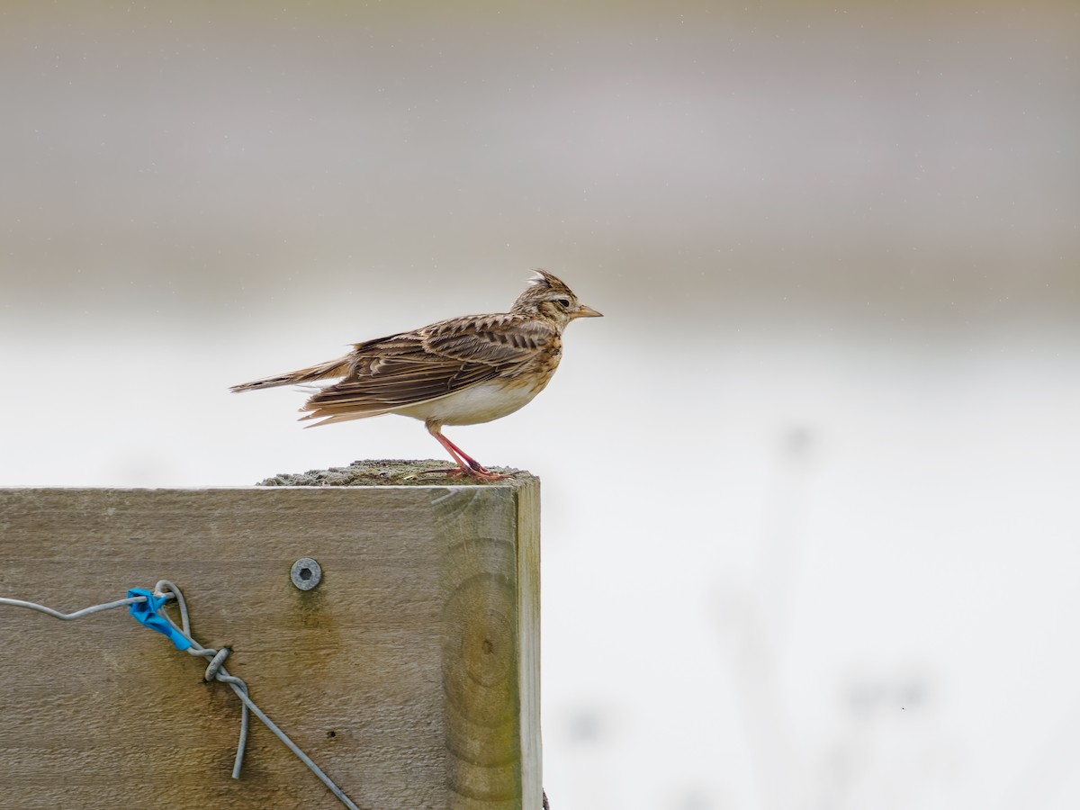 Eurasian Skylark - ML645888961
