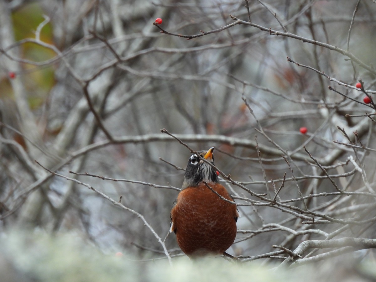 American Robin - ML645888962
