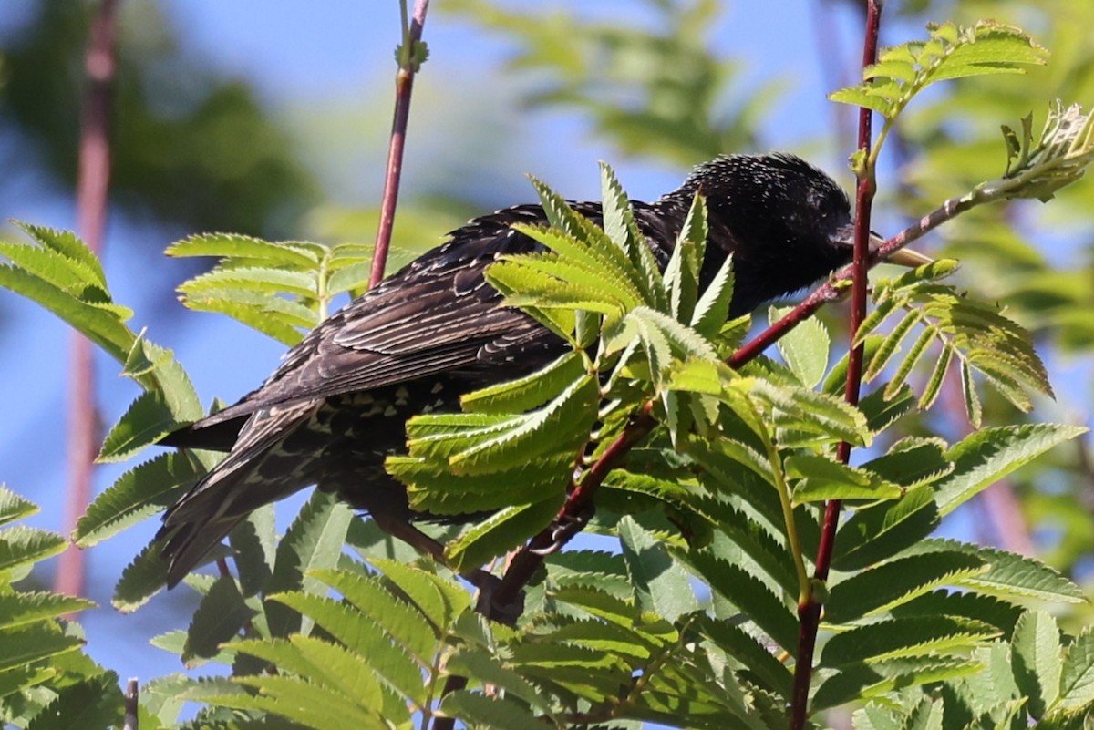 European Starling - ML645888963