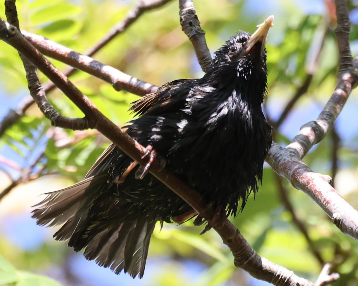 European Starling - ML645888964