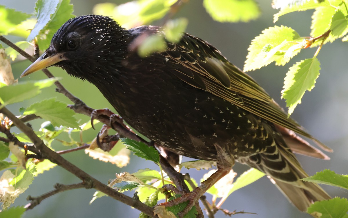 European Starling - ML645888965
