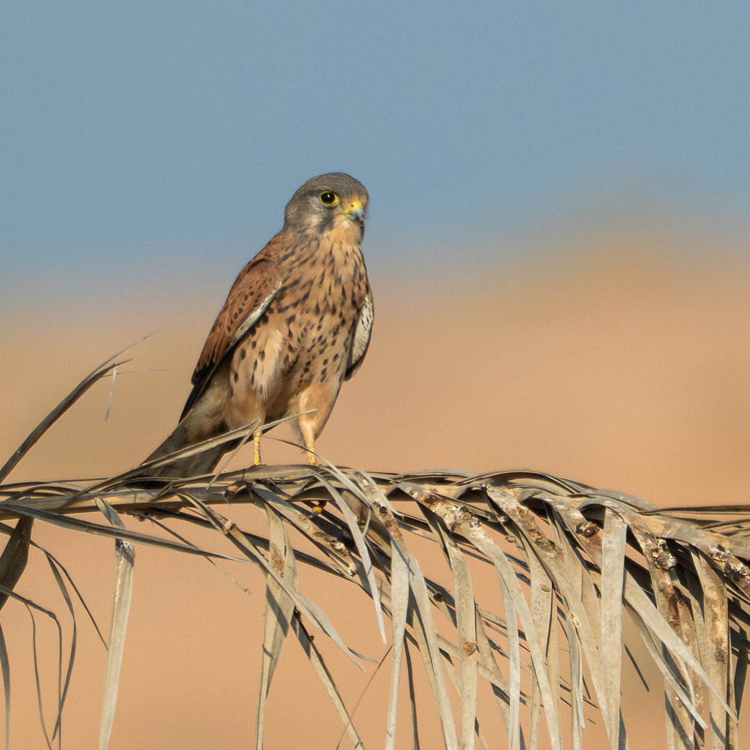 Eurasian Kestrel - ML645888966