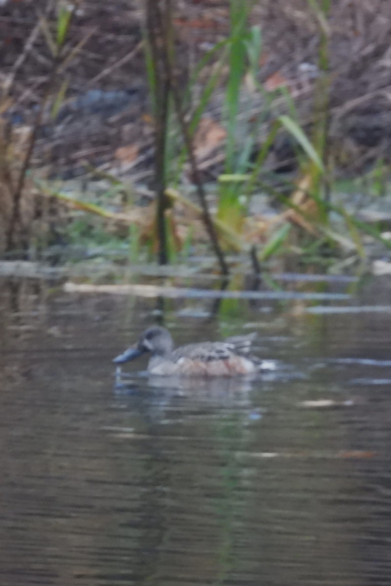 Northern Shoveler - ML645888967