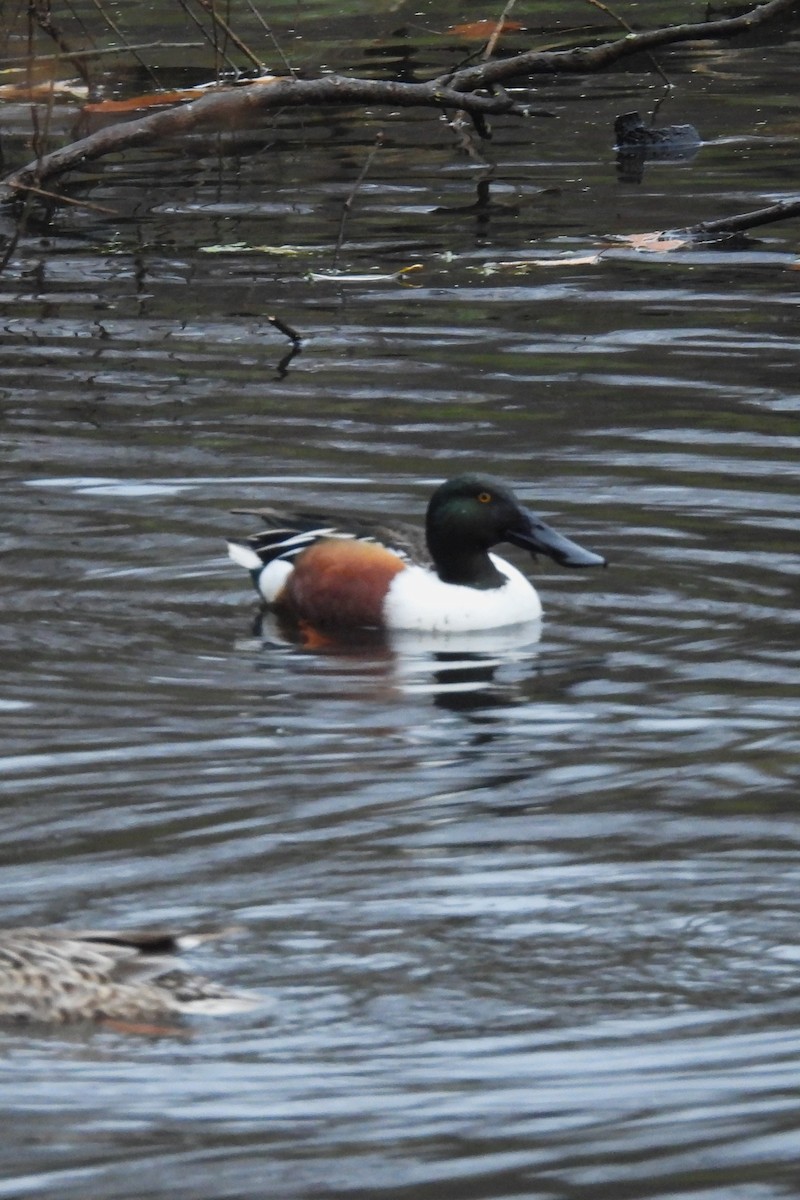 Northern Shoveler - ML645888968